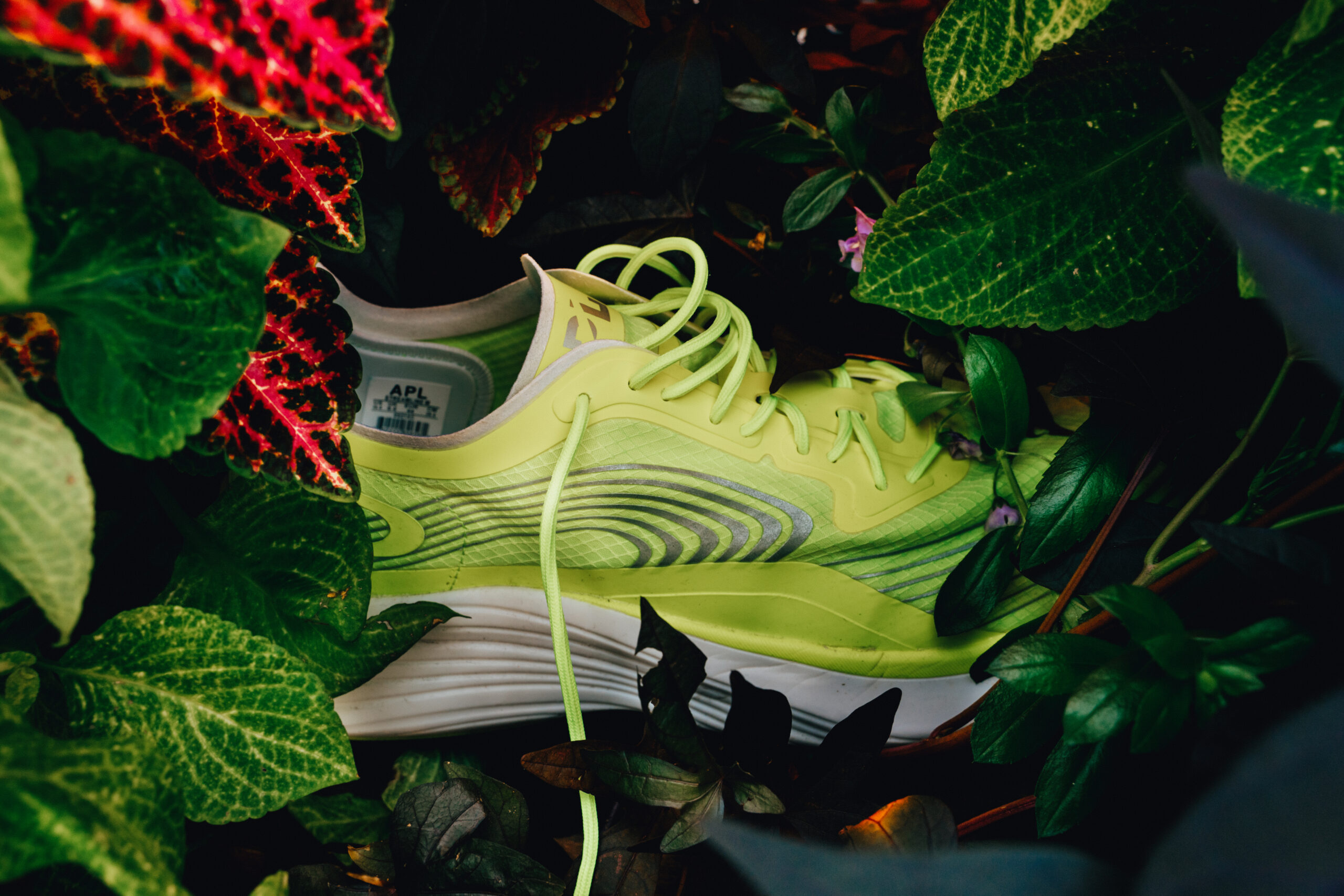 shoe in plants