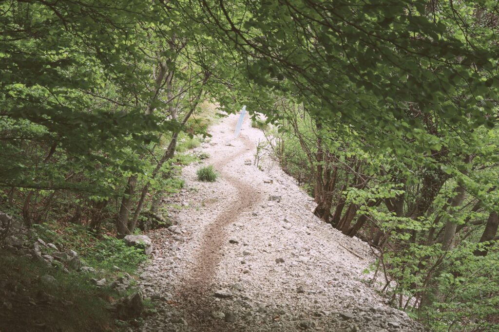 path up a mountain with trees overhead and on both sides