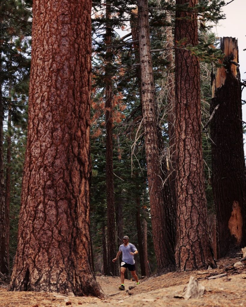 mammoth trailfest - trees